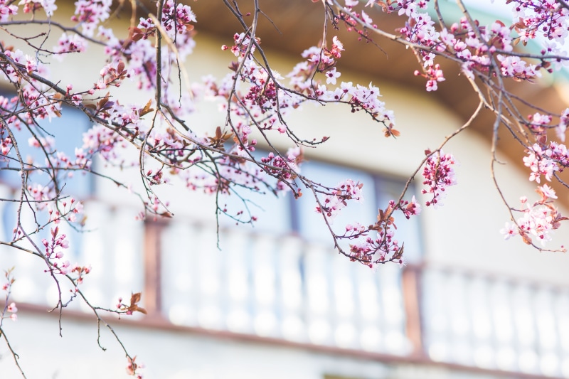 flowering plant, plant, blossom, freshness, growth, flora, flowers, season, flower Head, outdoors, branch, blue sky, selective focus, japan, pink Color