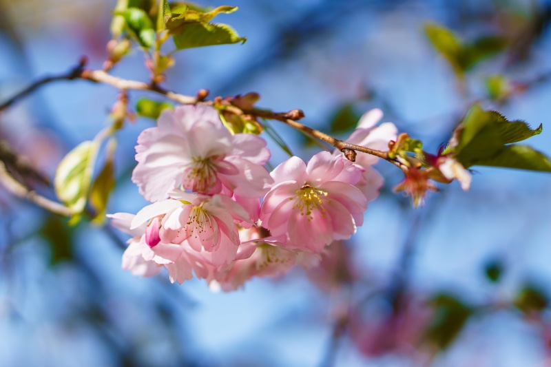 orange, summer flower, Nature, color, bloom, flower Head, leaf, flora, branch, exotic, pink, Flowers, cherry Blossom, garden, flower, pollen, springtime
