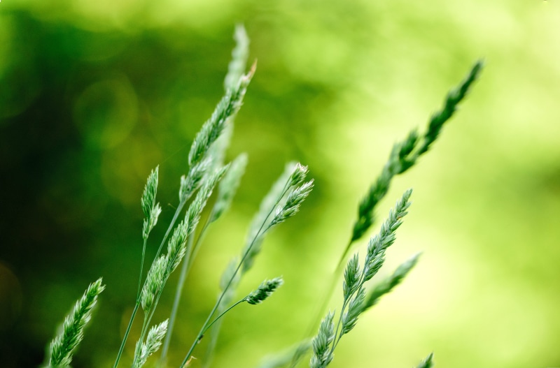 grass, photography, botanical, springtime, green, outdoors, meadow, green color, environment, blooming, vibrant color, day, red, bright, selective, land