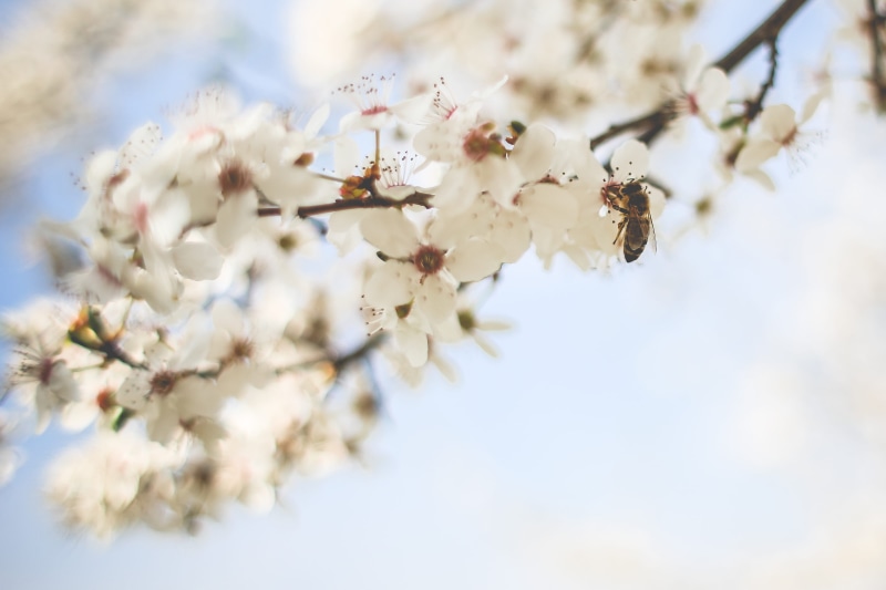 Pollinating, blooms, 4K, branch, freshness, japan, beauty In Nature, day, white color, april, season, tree, flower Head, outdoors, no people, selective focus