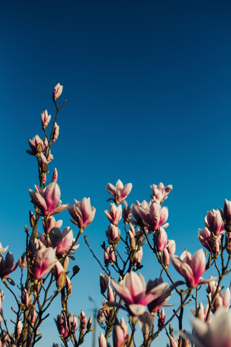 branch, cherry blossom, cherry tree, twig, pink Color, spring flowers, plant, springtime, nature, color Image, Pink, blossom, blooming, tree, flowering plant