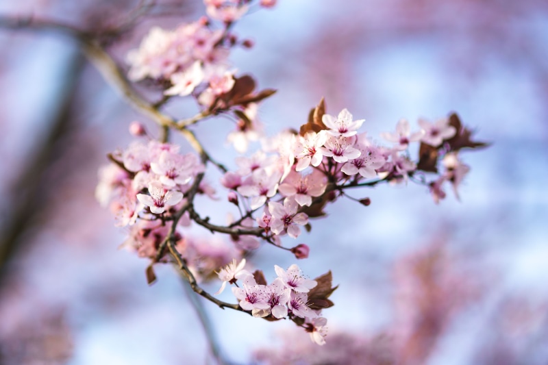 cherry tree, pink Color, fragility, flower Head, outdoors, growth, tree, nature, springtime, freshness, japan, season, Pink, blossom, petal, blooming, spring