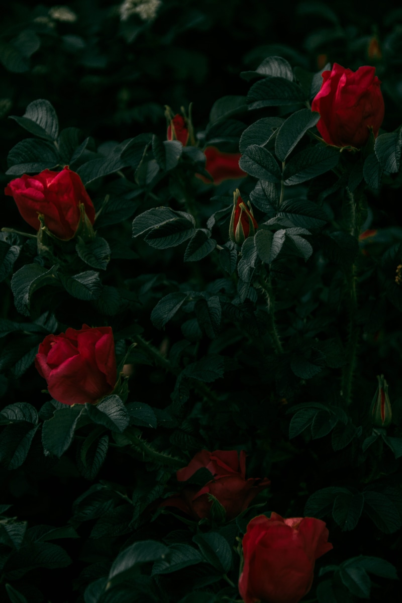 atmospheric evening, freshness, wedding, flowering plant, forest, red, sunset, rose - flower, fog, field, tree, inflorescence, lupines, blur, mother nature