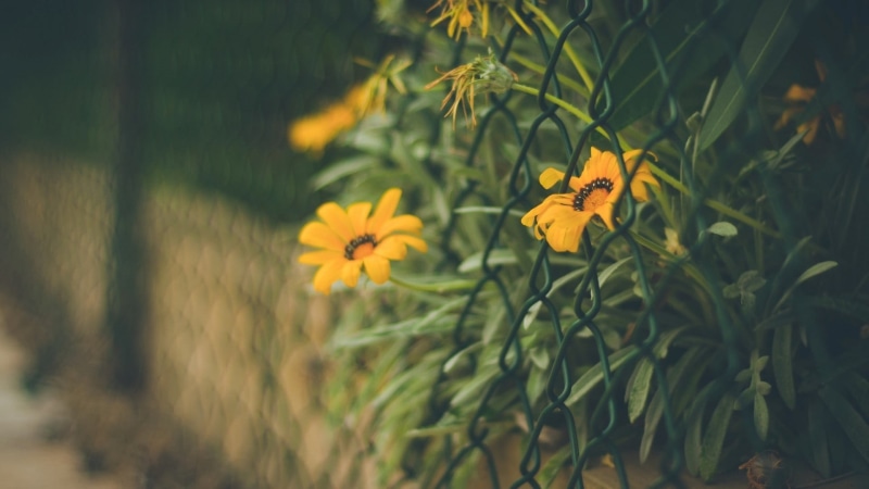 growth, depth of field, inflorescence, plant, fragility, nature, vulnerability, fence, 1080P, selective focus, yellow, flower, flowers, flower head, butterfly - insect