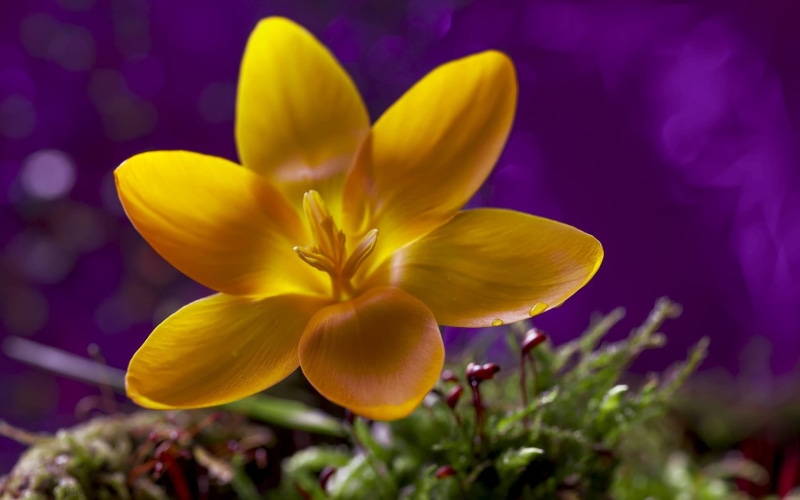 petaled, inflorescence, no people, plant, yellow, growth, petal, focus on foreground, nature, vulnerability, purple, flowers, flowering plant, beauty in nature