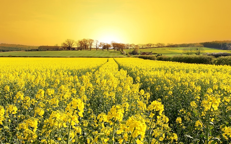 agriculture, tranquil scene, beauty in nature, oilseed rape, crop, sunlight, landscape, scenics - nature, flowering plant, yellow, freshness, growth, flowers