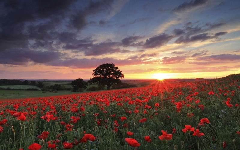 sunset, flower head, 1080P, no people, red, environment, flowerbed, tranquility, bed, outdoors, field, flowering plant, spring, growth, springtime, fragility