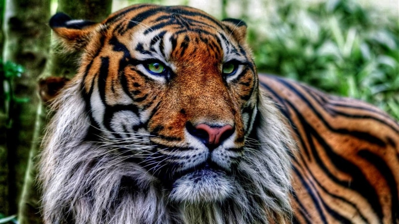 big cat, close-up, animal body part, undomesticated cat, feline, animal, outdoors, animal wildlife, cat, focus on foreground, mammal, 720P, no people