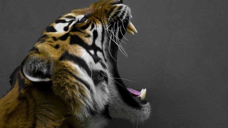 animal themes, animal tongue, close-up, animal wildlife, yawning, 1080P, zoo, animal mouth, mouth open, roaring, animal teeth, tiger, animal body part