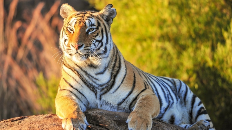 one animal, mammals, vertebrate, animals, big cats, no people, animals in the wild, wildlife, mammal, outdoors, focus on foreground, animal wildlife, tree