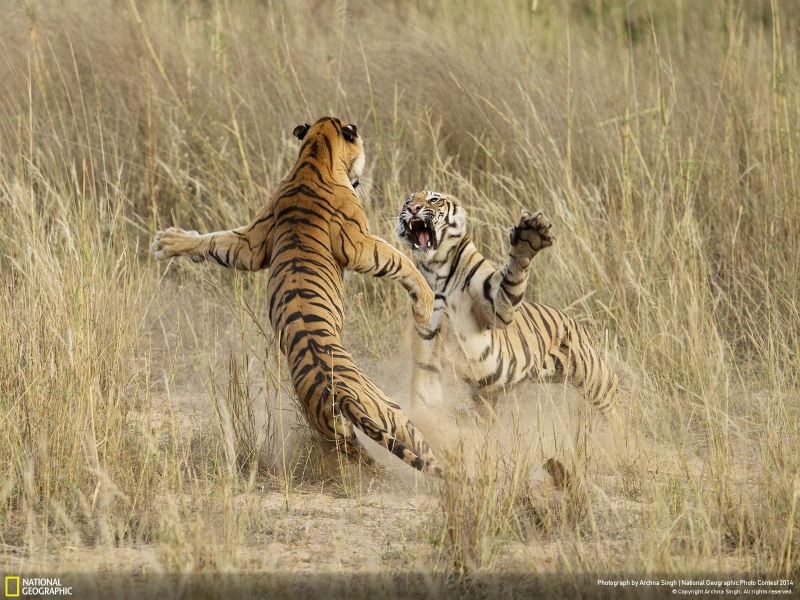 young animal, female animal, tiger, cat, feline, no people, nature, big cat, grass, animal family, big cats, cheetahs, carnivora, two animals, group of animals
