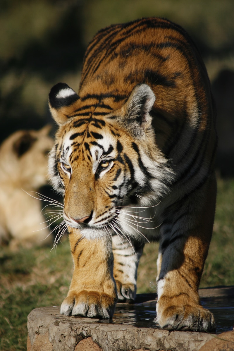 feline, animals in the wild, one animal, 4K, focus on foreground, animals, undomesticated cat, portrait, animal body part, carnivora, striped, tiger, cat