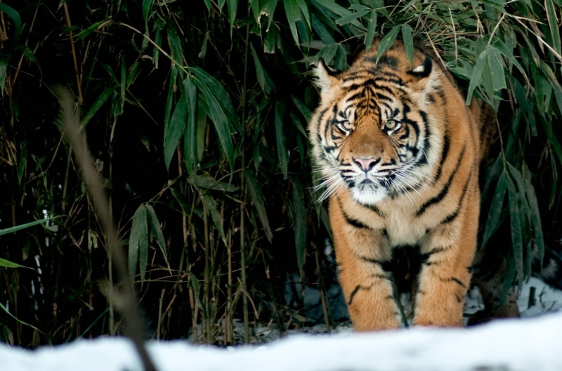 animals, mammal, portrait, brown, animal wildlife, big cat, 1080P, big cats, outdoors, vertebrate, animals in the wild, feline, looking at camera, one animal