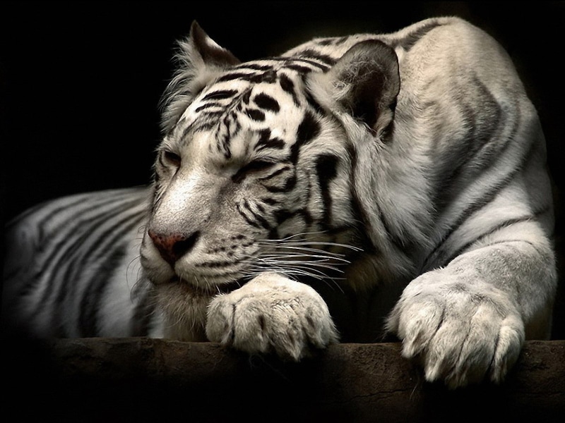 big cats, animals, 720P, tiger