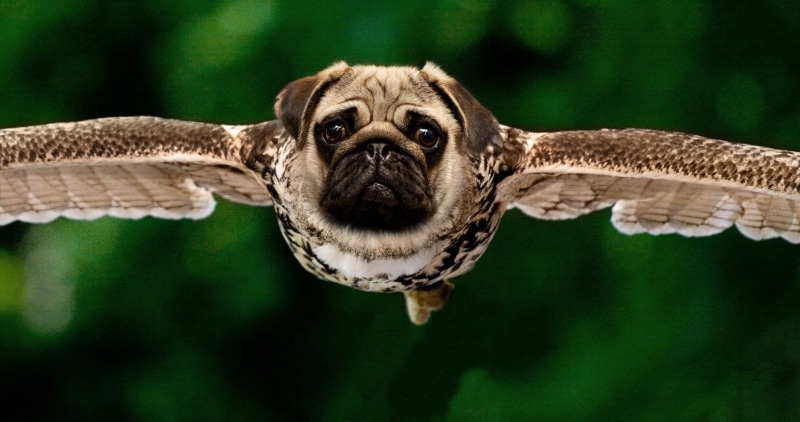 funny, photoshop montage, hybrid, body, fly, dog, animal world, sweet, close-up, reptile, animal wildlife, image manipulation, animal body part, raptor