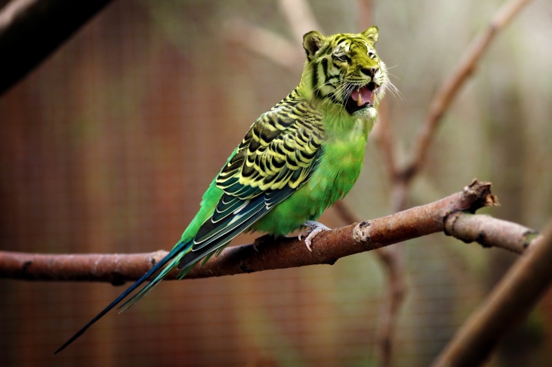 assembly, outdoors, digital art, close-up, perching, beak, one animal, green, tiger, no people, funny, animal crossing, feather, cute, zoo, multi Colored