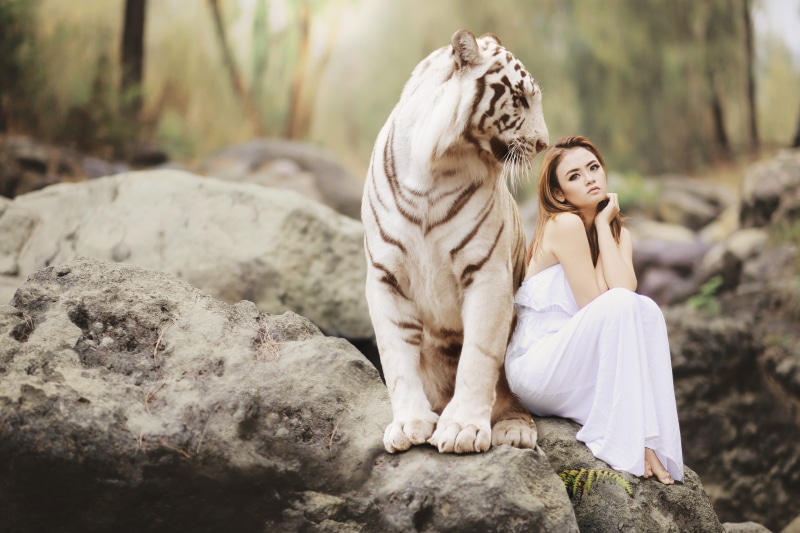 full length, youth, photography, noble, adult, big cat, animal man, bengal tiger, outdoors, one animal, love, dangerous, solid, white dress, majestic, beautiful