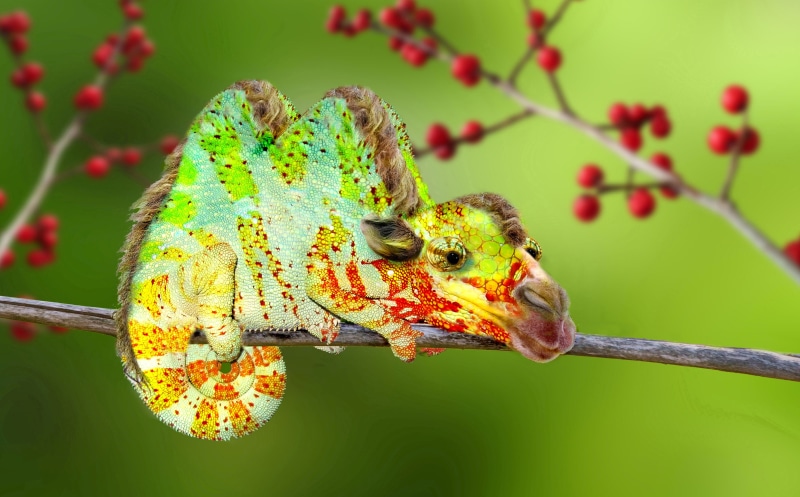 flower, kameleon, focus on foreground, art, chameleon, animal themes, one animal, close-up, digiart, branch, 4K, animals in the wild, tree, no people