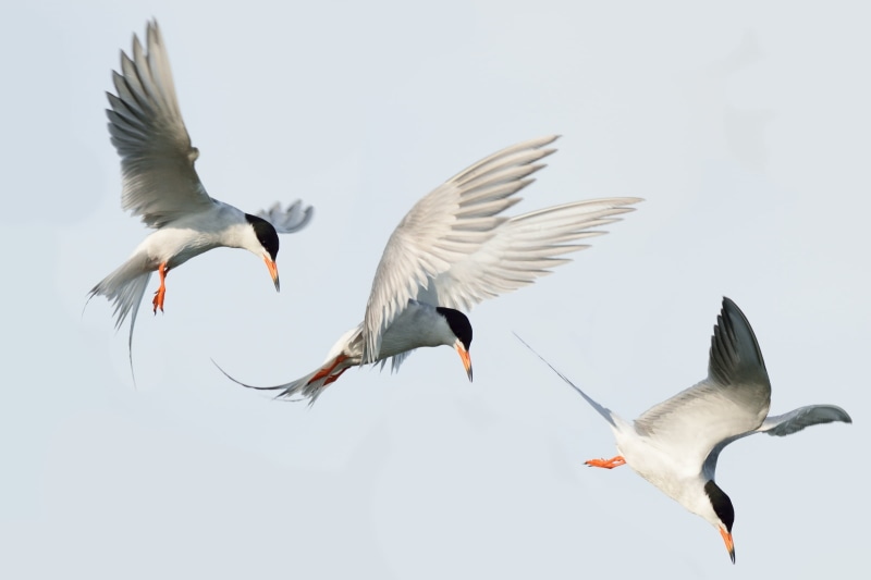 USFWS, bird, black, white, composite, Utah, photoshop, FWS, Drive, winners, 1080P, diving, Forsters Tern, black birds, wildlife  conservation, animal Wing
