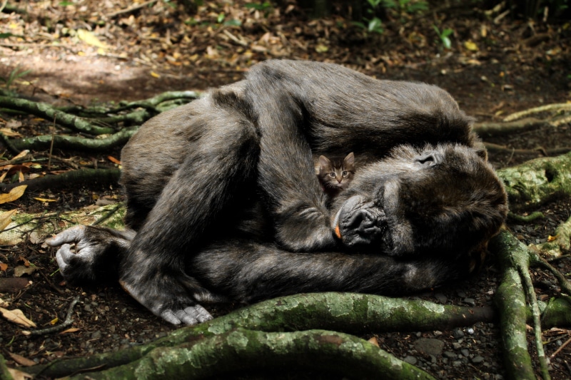 king kong, ape, no people, wood, black color, animal friends, snuggle, young, small cat, cat baby, animals in the wild, fur, tree, relaxation, king, black