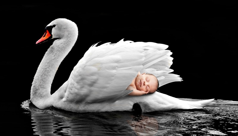 fantasy, family, waters, nature, friends, mother, sweet, newborn, image editing, young, zoology, infant, white color, white swan, pregnancy, lake, pregnant