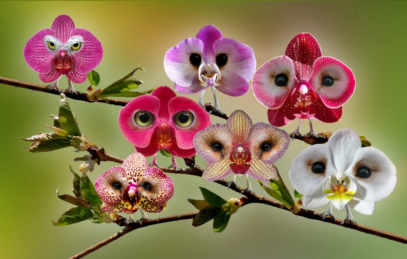purple, 2K, flower head, freshness, focus on foreground, bird, illustration, flowering plant, inflorescence, photo montage, plant, vulnerability, digiart
