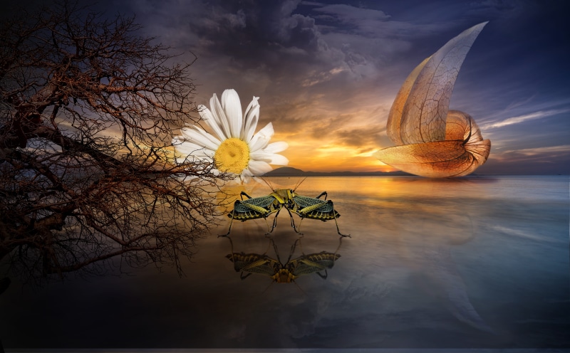 fantastic, digital composite, vulnerability, boat, plant, dreams, mood, cloud - sky, photomontage, cover, flower head, dream, grasshopper, dark, beauty in nature