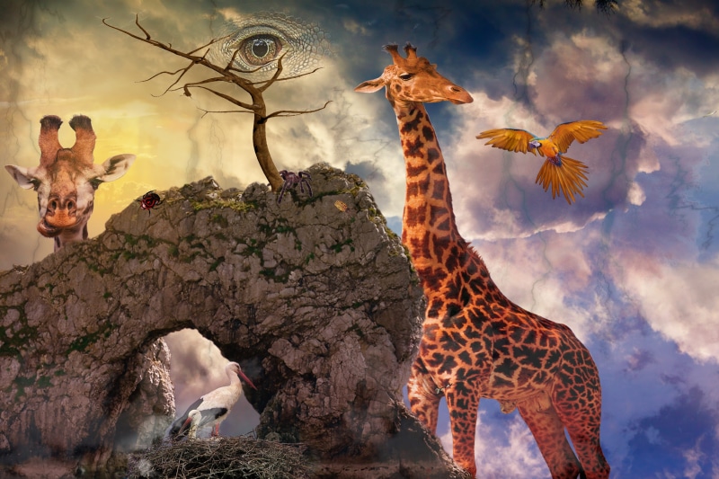 sky, surreal, scene, animals in the wild, fantastic, animal, beauty in nature, flying, digital composite, fairytale, animals, photomontage, mysterious