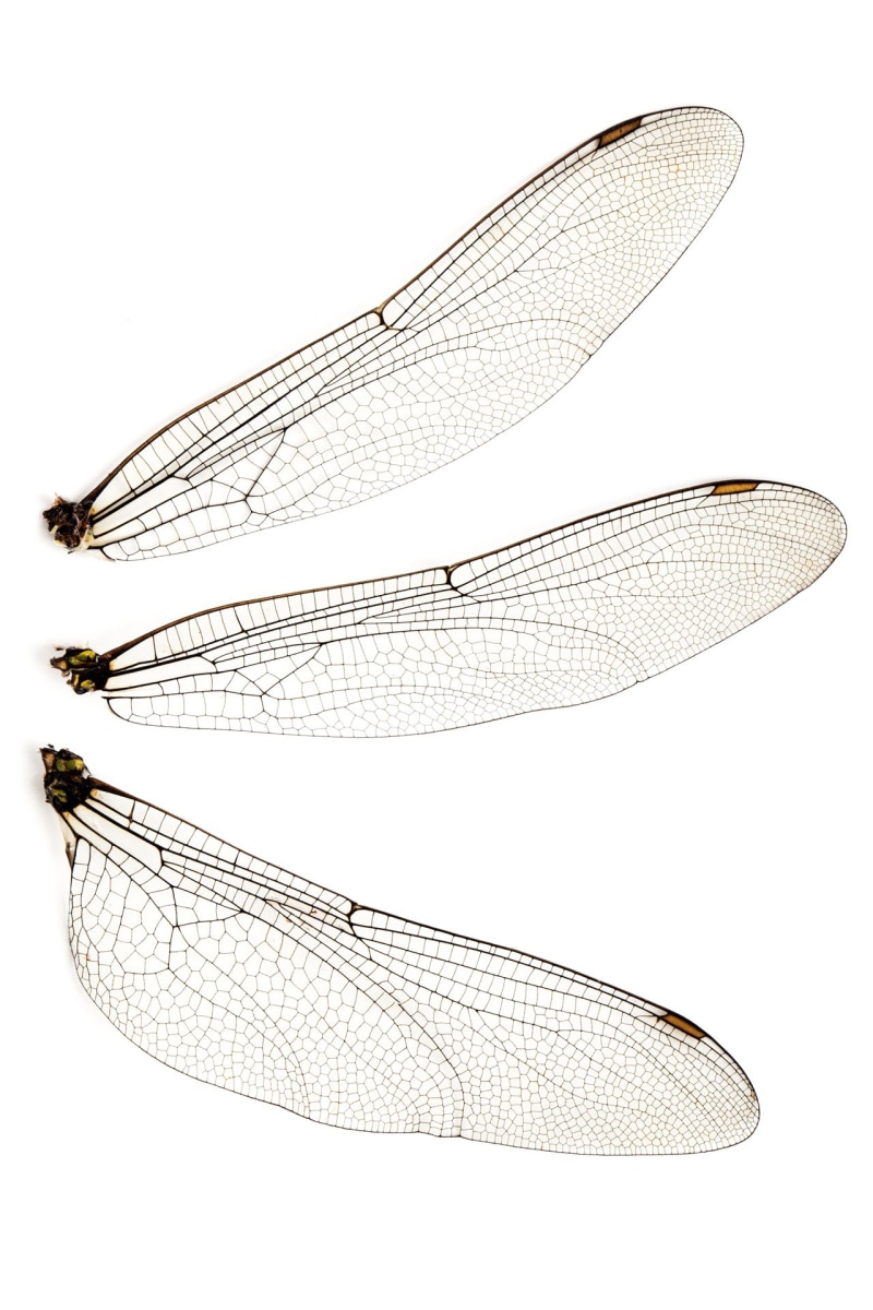 beauty in nature, fragile, texture, animal Wing, animals in the wild, copy space, 1080P, wing, nature, natural pattern, pattern, indoors, insect, dragonfly