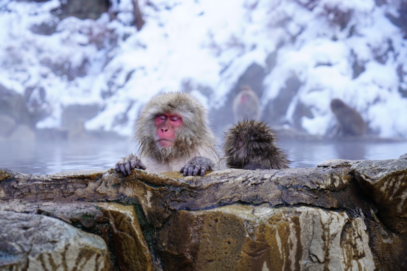 animal, japanese macaque, rock - object, onsen, hot spring, white, cold temperature, animals in the wild, no people, one animal, animal wildlife, rock