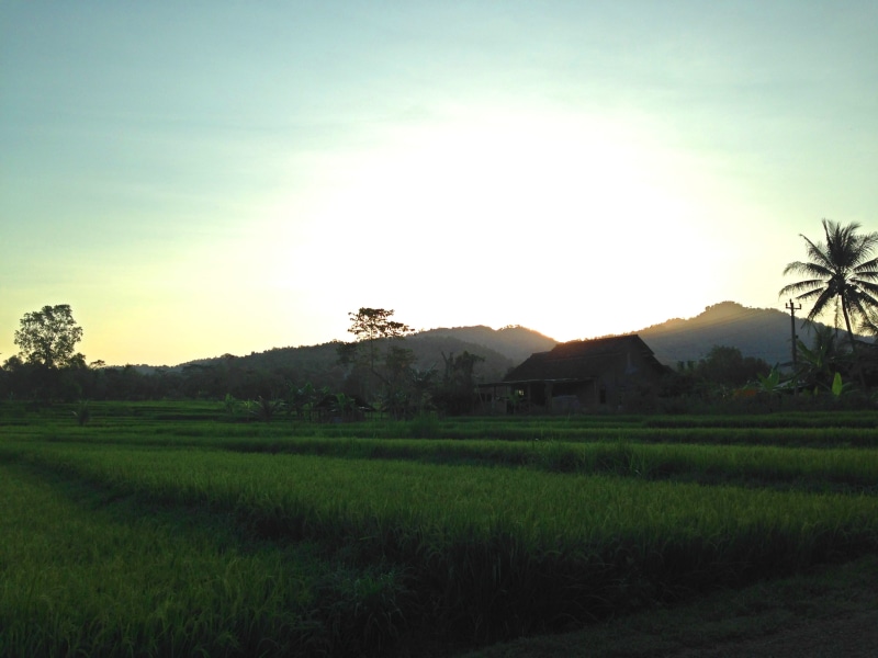 jogja, 2K, green color, indonesia, tree, kulon progo, sky, nature, environment, tranquil scene, grass, yogyakarta, agriculture, sawah, land, plant, wanderful_id