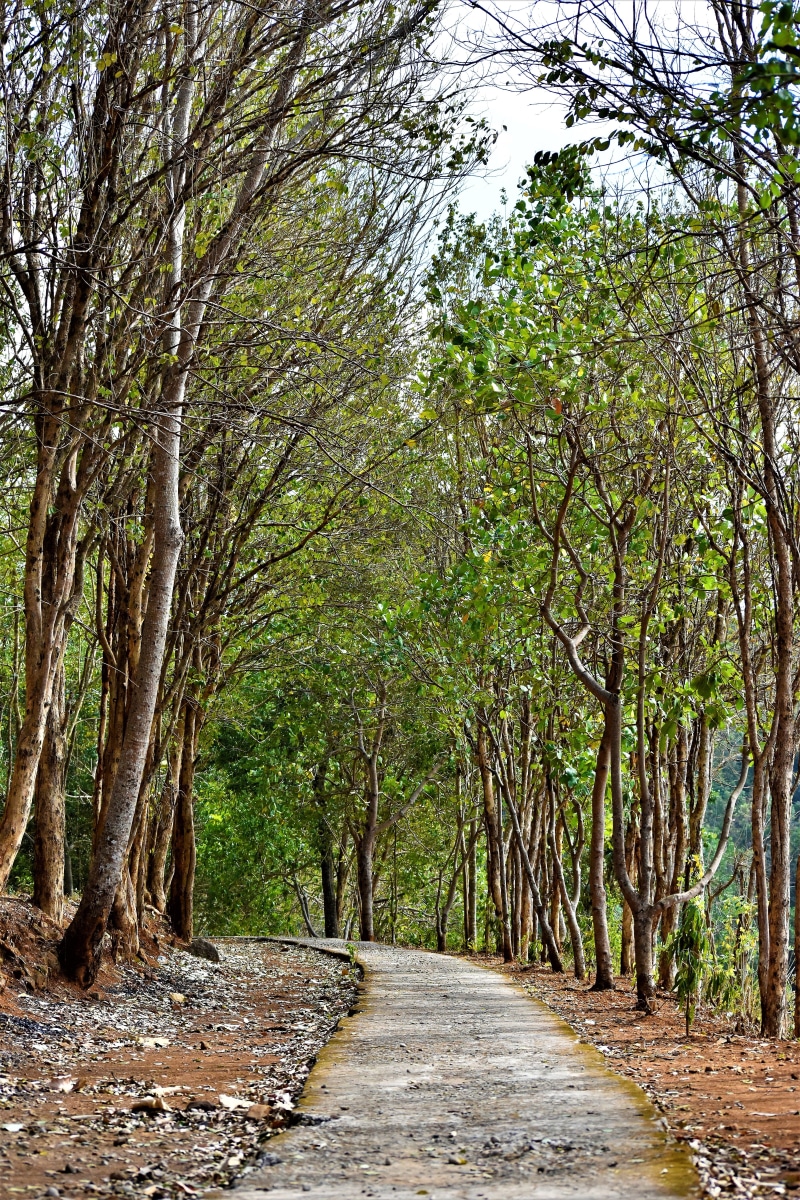 tranquil scene, outdoors, nature, nikon, tranquility, indo, 5K, trunk, green color, tree trunk, beauty in nature, jogja, the way forward, direction, mangunan