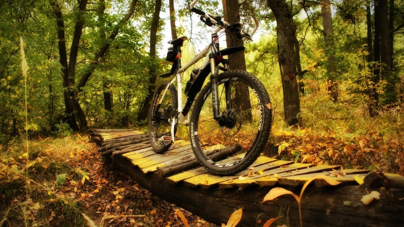 wheel, land vehicle, growth, trunk, gray, outdoors, tranquility, transportation, mode of transportation, day, forest, no people, plant, bike, hardtail