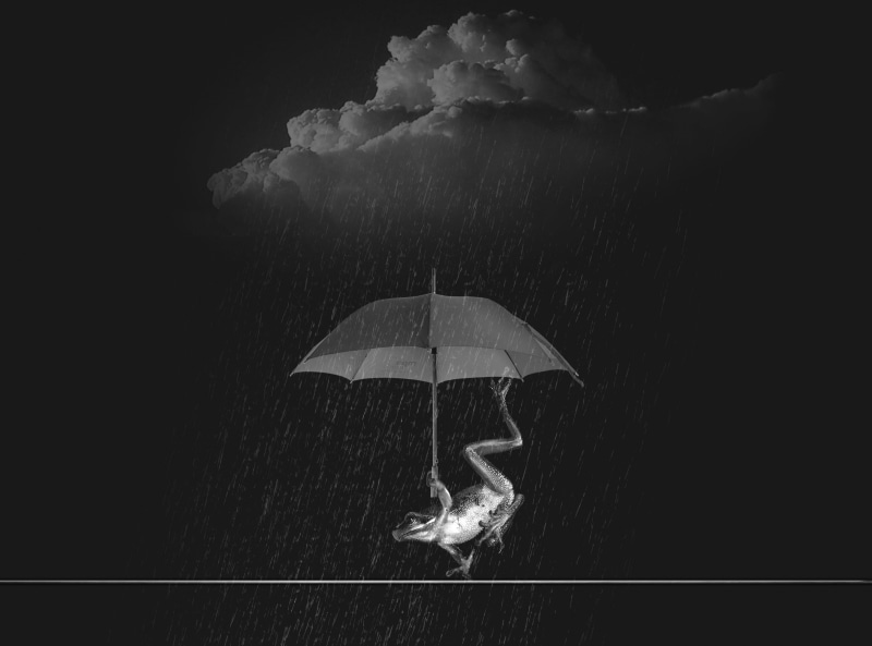 frog, Rain, Water, animal themes, swimming, Grey, nature, animal wildlife, one animal, beauty in nature, close-up, animal, no people, marine, rainstorm