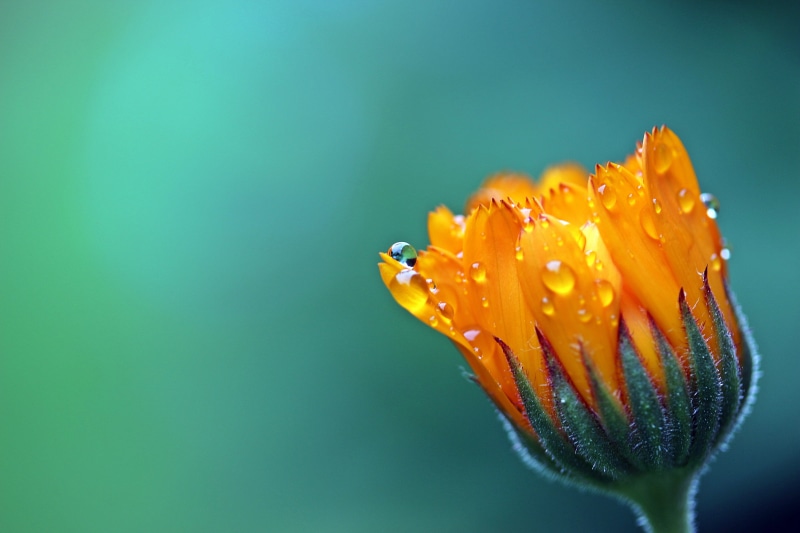 freshness, vulnerability, outdoors, marigold, medicinal plant, dew, gardening, nature, flower, close-up, orange color, daisy, bloom, close, water, flowering plant