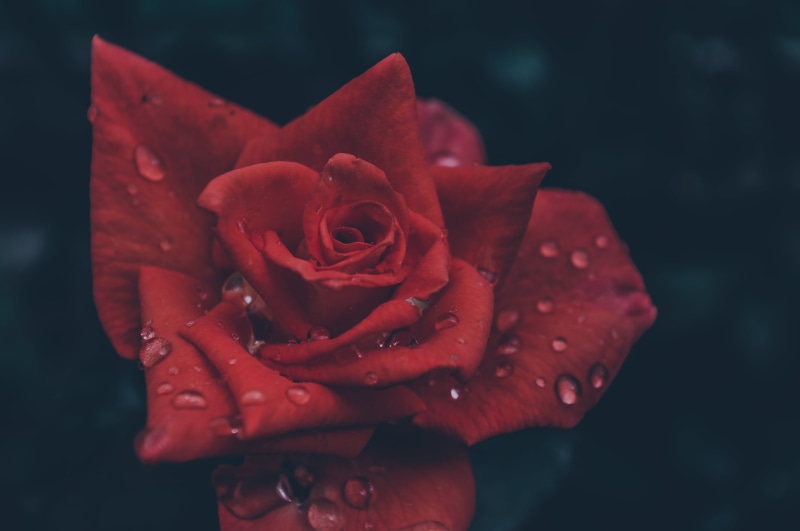 water drops, rain, storm, rose, emotion, dark, red, rainstorm, flowers, 4K
