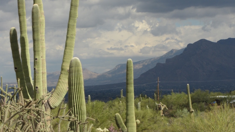 non-urban scene, cloud - sky, scenics - nature, plant, tranquility, arizona, outdoors, saguaro, beauty in nature, scenics, arid climate, environment, succulent plant