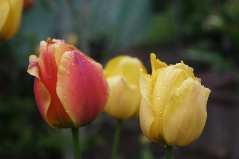plant, flower head, fragility, drop, petal, flowers, shiver, flowering plant, yellow, sun, flower, 2K, rose - flower, ripe, vulnerability, outdoors, wet