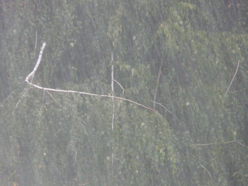 branch, land, barren, Rainstorm, day, close-up, outdoors, bad water, Downpour, environment, 2K, animal wildlife, green color, raindrop, water, Wet, one animal