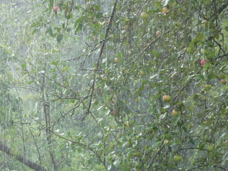 leaf, rainstorm, food, branch, wet, healthy eating, fruit, tranquility, land, apple tree, thunderstorm, shiver, raindrop, growth, no people, downpour, green color