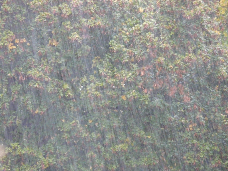 beauty in nature, bad water, close-up, green color, flowering plant, Downpour, scenics - nature, Rainstorm, day, growth, full frame, abstract, purple, water