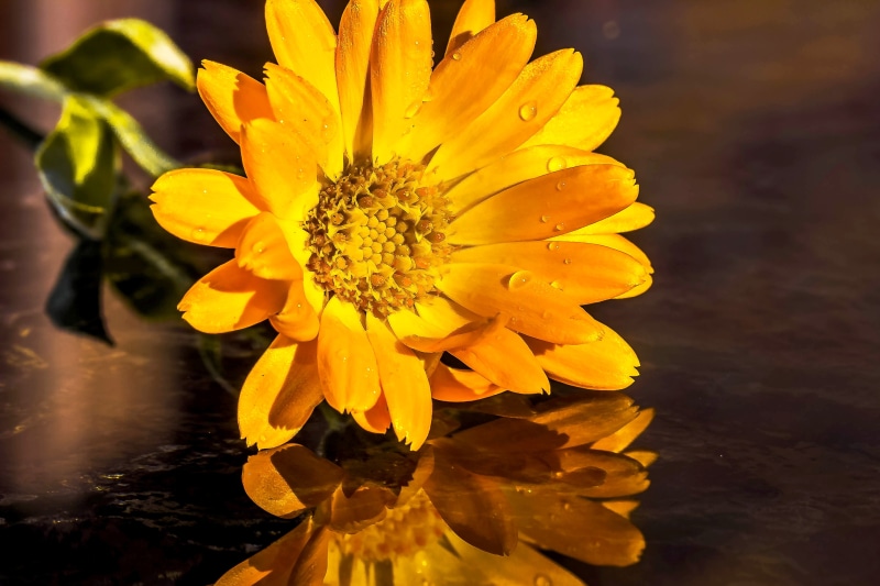 gardening, fragility, plant, orange, composites, reflects, flowering plant, raindrop, flower head, pollen, summer flower, focus, wet, photography, inflorescence