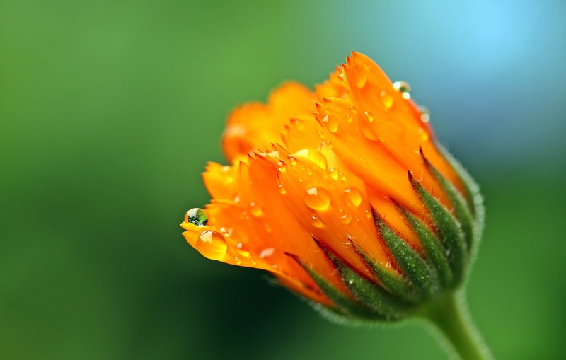 springtime, sea life, calendula, beauty in nature, pollen, growth, freshness, bloom, underwater, is bud opening, dewdrops, flower head, close-up, animal themes