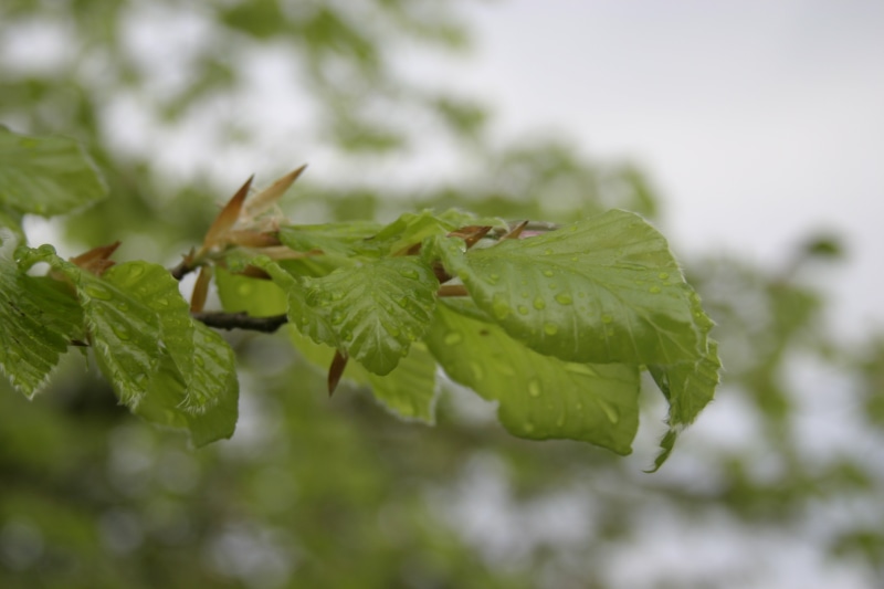 public record, vulnerability, rain, leaves, growth, food and drink, shiver, rainstorm, downpour, outdoors, branch, green color, plant part, plant, spring
