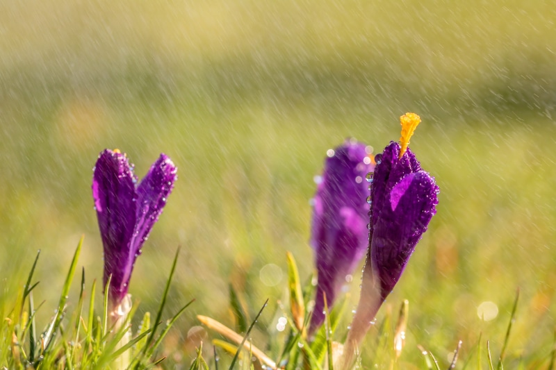 field, spring, close up, freshness, outdoors, petals, dew, purple, close-up, sunlight, pistil, inflorescence, fragility, harbinger of spring, day, flower head