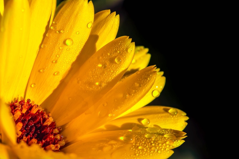 yellow, fragility, drop, marigold, beauty in nature, flower head, purity, 5K, close, bloom, summer flower, nature, wet, water, rain, blossom, medicinal plant
