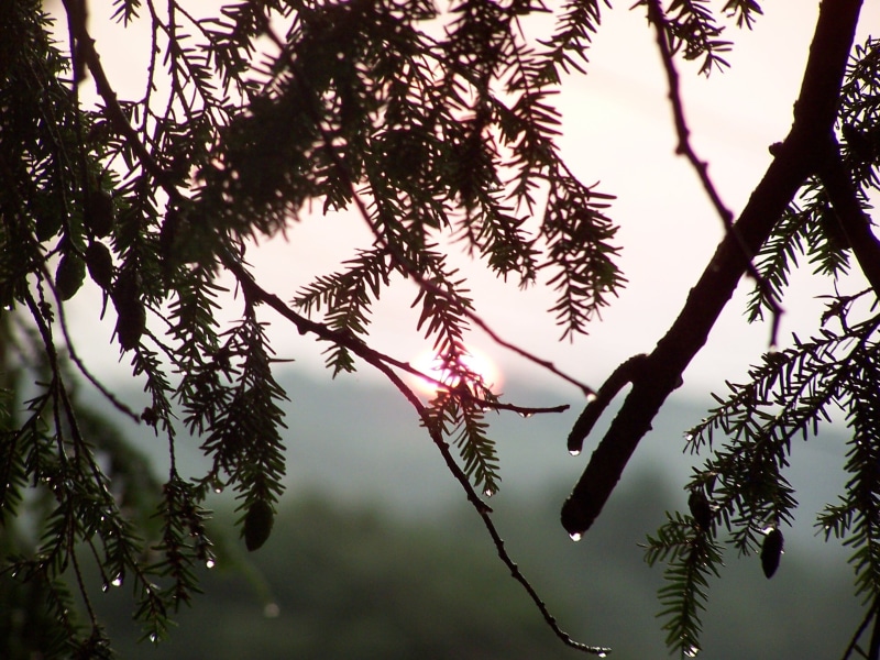 tranquility, mist, low angle view, beauty in nature, focus on foreground, day, sun, branch, nature, coniferous tree, leaf, trees, animals in the wild, outdoors