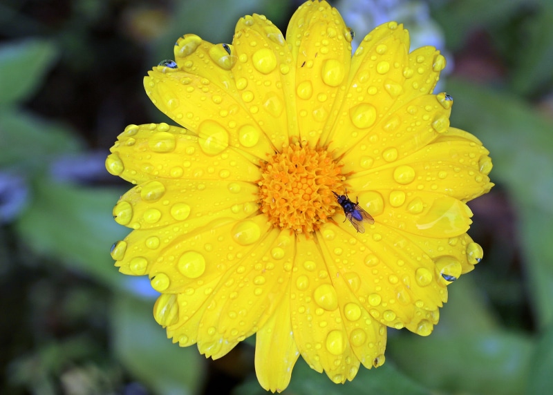 plant, pollination, drink, animals in the wild, gardening, medicinal plant, flower, no people, drip, bloom, flowering plant, marigold, flower head, close-up