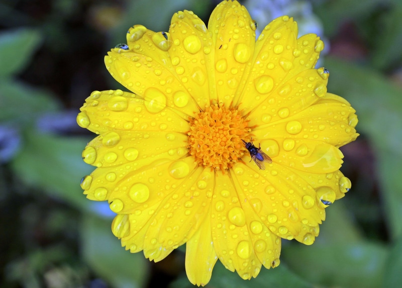 beauty in nature, summer flower, inflorescence, dew, petal, insect, flowering plant, drink, thirst, no people, water, drop, drip, pollen, after rainstorm