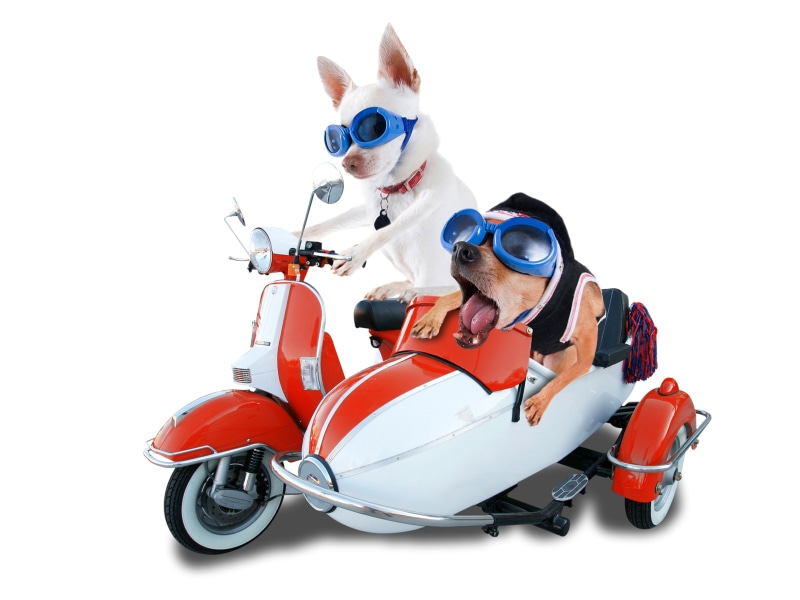 chihuahua, dogs, driving, white background, mode of transportation, full length, Two, cut out, helmet, red, fun, background, Motorcyclist, young adult